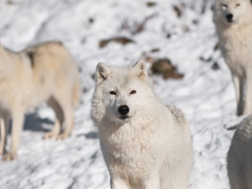 Rovaniemi: Ranua Zoo Visit with Lunch - Price and Value: Is $258 Per Person Worth It?