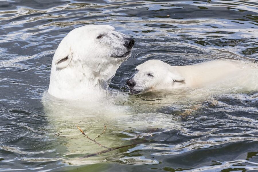 Rovaniemi: Ranua Zoo Visit with Lunch - Why Ranua Zoo Feels Like a Real Arctic Wildlife Day