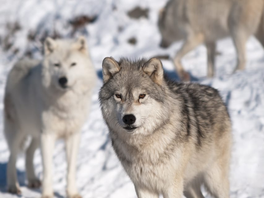 Rovaniemi: Ranua Zoo Visit with Lunch - Guide Quality: Why It Matters More Than You Think