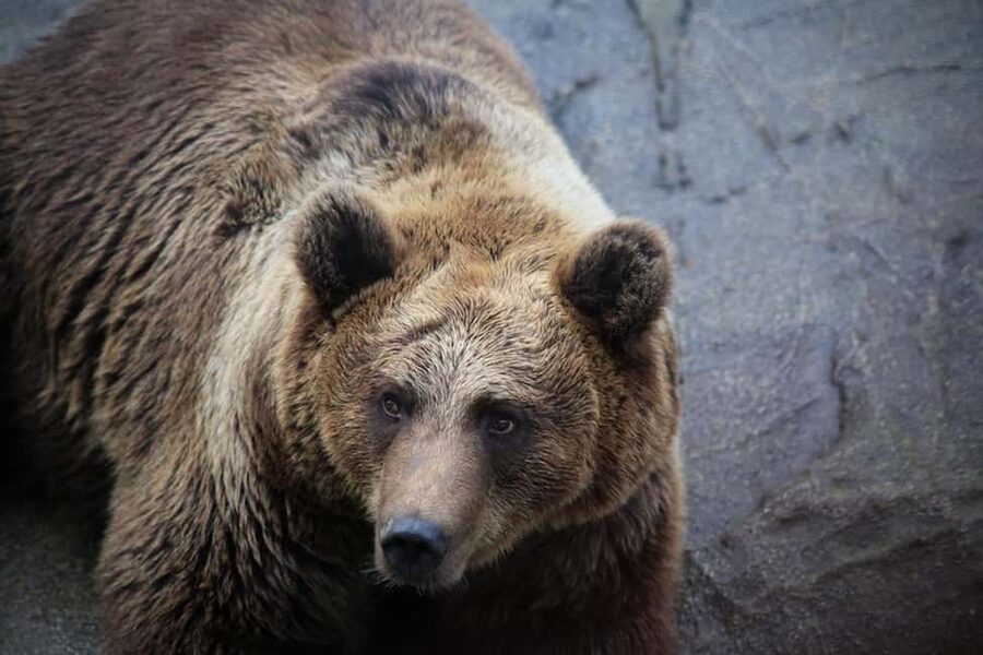 Rovaniemi: Ranua Zoo Wildlife Park Tour with hotel pickup - Key things to know before you go