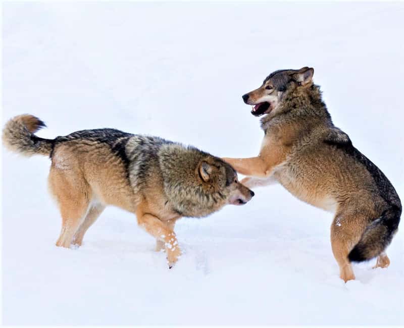 Rovaniemi: Ranua Zoo Wildlife Park Tour with hotel pickup - Getting from Rovaniemi to Ranua Zoo Wildlife Park with hotel pickup