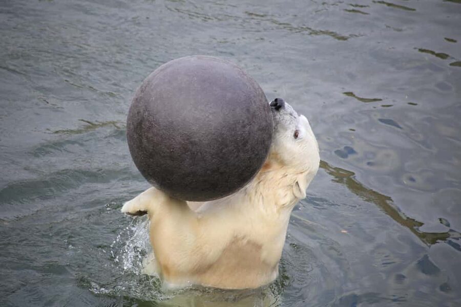 Rovaniemi: Ranua Zoo Wildlife Park Tour with hotel pickup - Inside the zoo: entrance tips and a guided route that actually helps