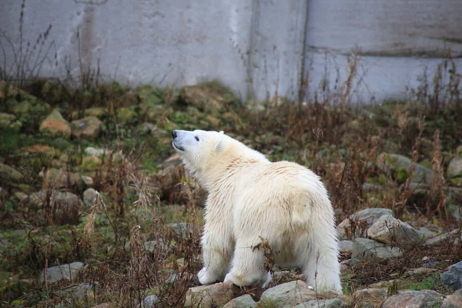 Rovaniemi: Ranua Zoo Wildlife Park Tour with hotel pickup - The drive and arrival: how to use that time well
