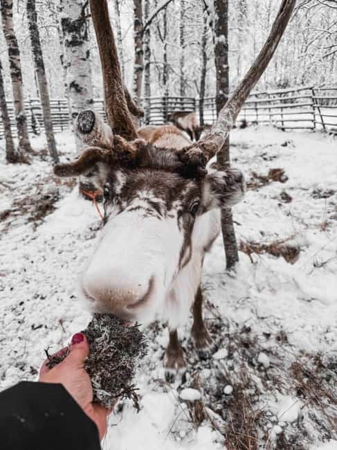 Rovaniemi: Reindeer Experience with Sleigh Ride - Key things you should care about