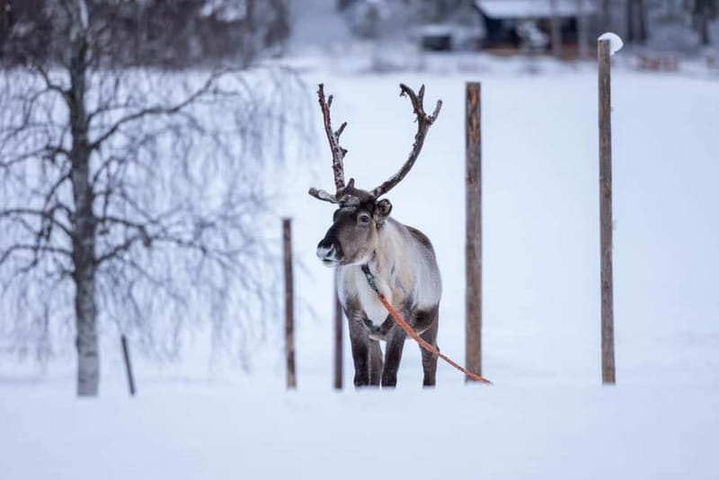 Rovaniemi: Reindeer Experience with Sleigh Ride - Reindeer Manor and the real reason this feels special