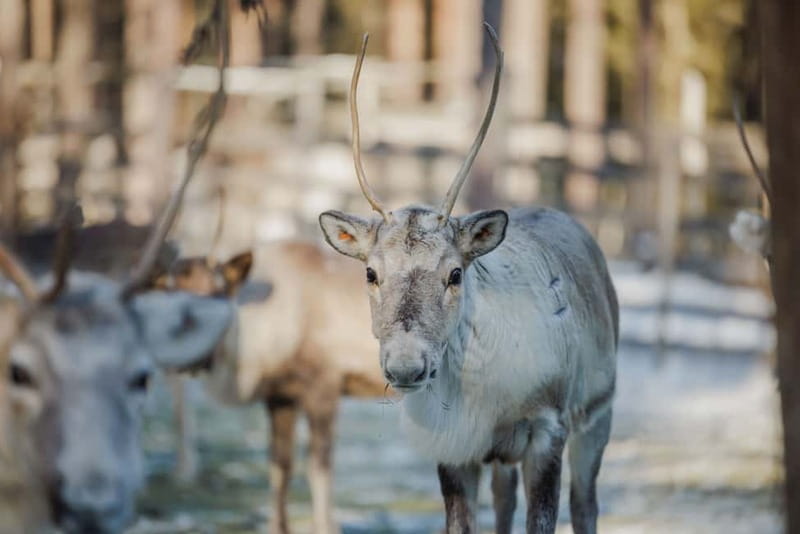 Rovaniemi: Reindeer Experience with Sleigh Ride - Dressing for Lapland: included winter gear is the big win