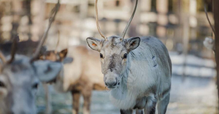 Rovaniemi: Reindeer Experience with Sleigh Ride - Walking among the reindeer at the farm