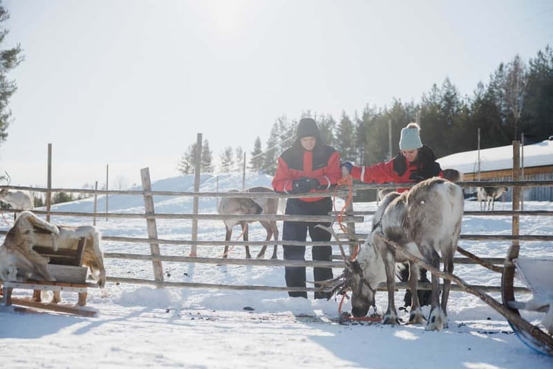 Rovaniemi: Reindeer Experience with Sleigh Ride - Meeting point, transport, and how the timing really works