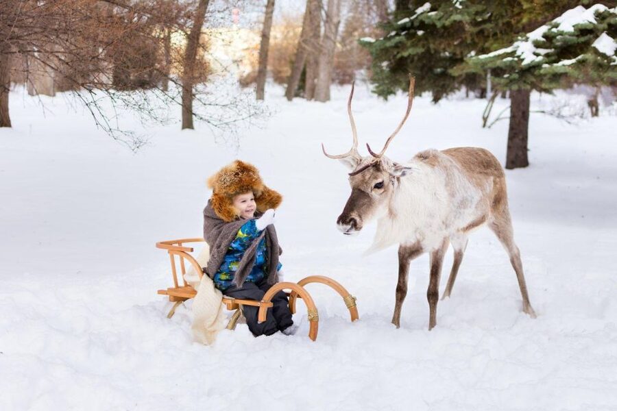 Rovaniemi: Reindeer Farm Tour with Sledge Ride & Pickup - Hitting the Lapland Reindeer Sweet Spot, Feeding First, Then Driving