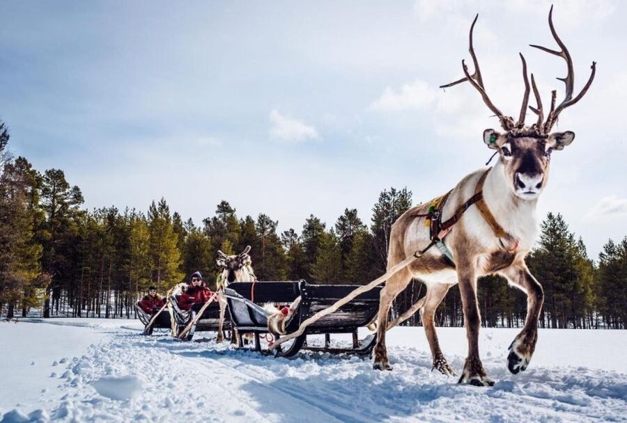 Rovaniemi: Reindeer Farm Tour with Sledge Ride & Pickup - Door-to-Door Pickup That Actually Helps in Winter