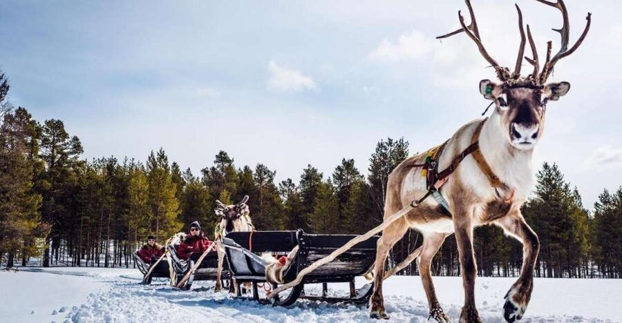 Rovaniemi: Reindeer Farm Tour with Sledge Ride & Pickup - Feeding, Petting, and a Few Chances to Try Something New
