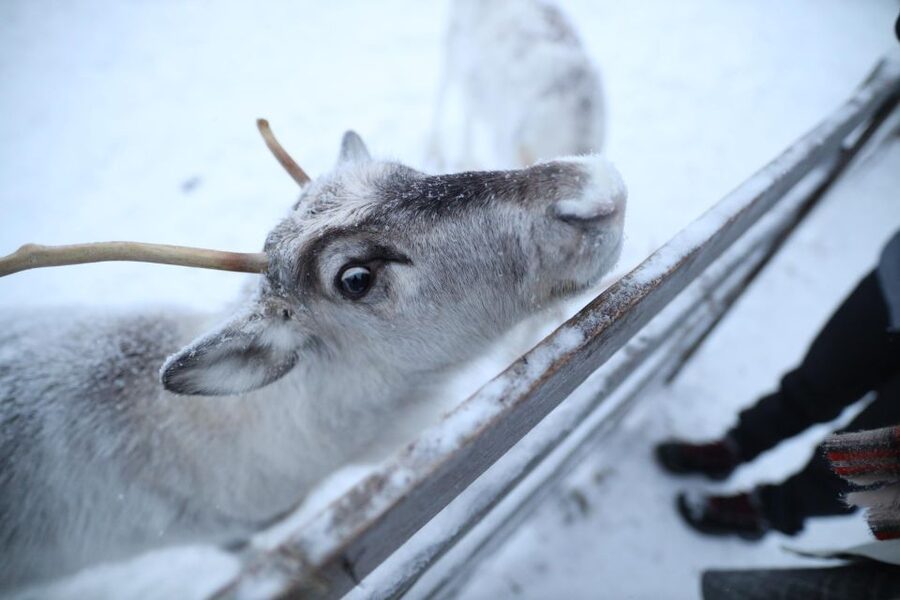 Rovaniemi: Reindeer Farm Tour with Sledge Ride & Pickup - The Sledge Ride: How Driving Works and What Snow Changes