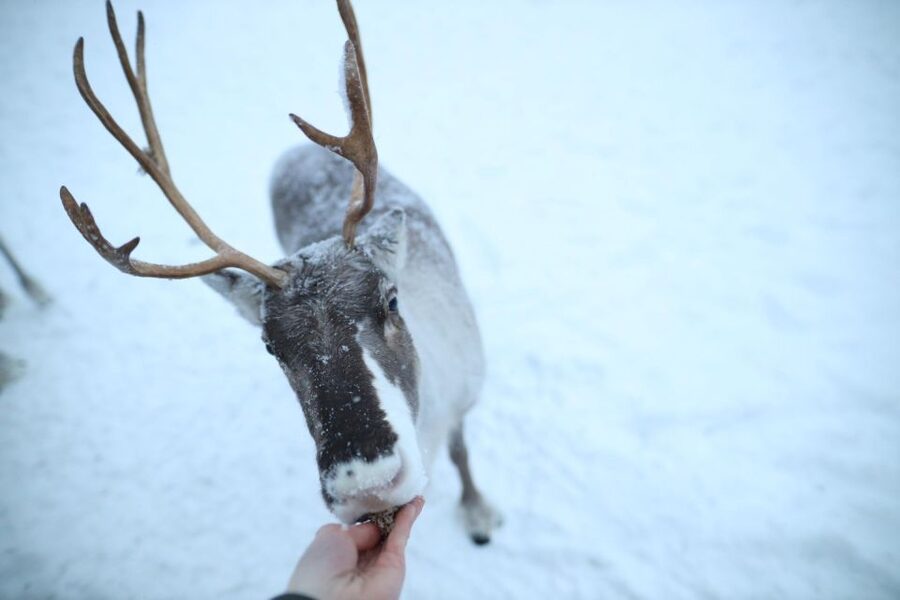 Rovaniemi: Reindeer Farm Tour with Sledge Ride & Pickup - Small Group Time, Real Questions, and Better Attention