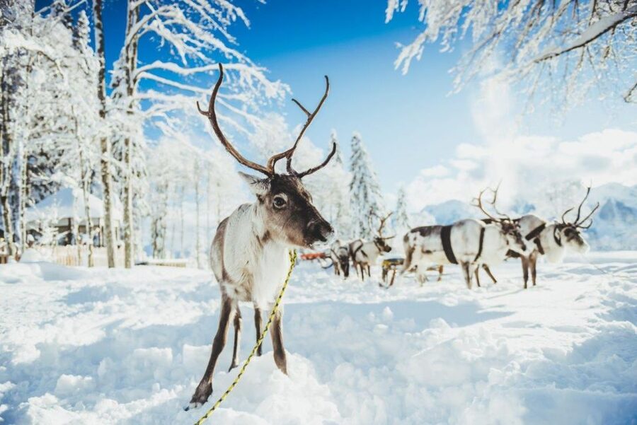 Rovaniemi: Reindeer Farm Tour with Sledge Ride & Pickup - Meeting the Reindeer at an Older Farm, Not a Photo Park