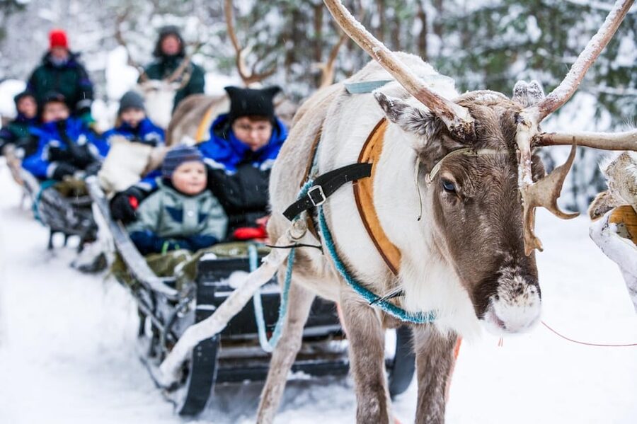 Rovaniemi: Reindeer Farm Visit and Sleigh Ride with transfer - Key Things I’d Plan Around