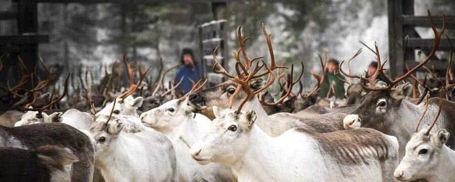 Rovaniemi: Reindeer Farm Visit and Sleigh Ride with transfer - The Reindeer Farm Visit And Sámi Life: Where The Real Meaning Comes In