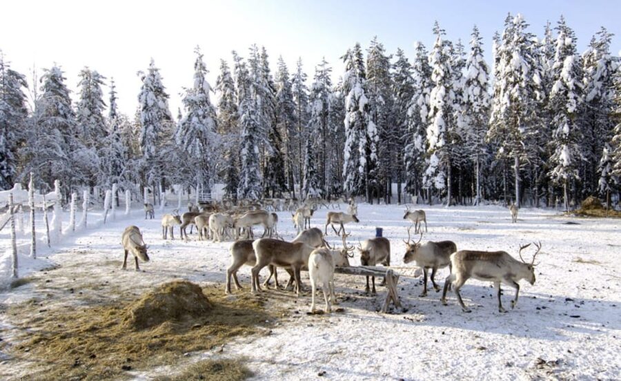 Rovaniemi: Reindeer Farm Visit and Sleigh Ride with transfer - The Reindeer Sleigh Ride: Short Distance, Maximum Atmosphere