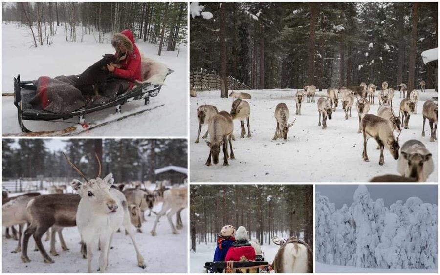 Rovaniemi: Reindeer Farm Visit and Sleigh Ride with transfer - Transfers In Rovaniemi: Simple, But Watch The Pickup Window