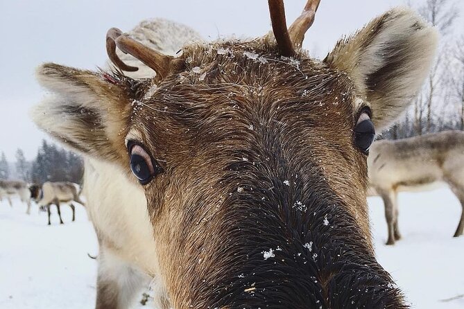 ROVANIEMI: Reindeer Farm Visit and Walking - Key highlights worth planning for