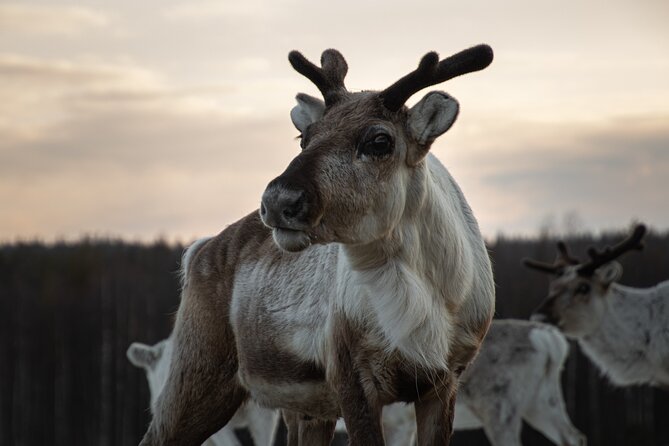 ROVANIEMI: Reindeer Farm Visit and Walking - The family reindeer farm: what makes it feel authentic