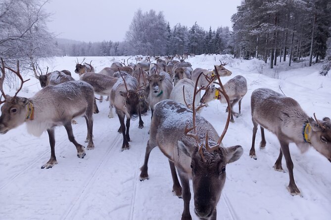 ROVANIEMI: Reindeer Farm Visit and Walking - Warm-up by the fire: snacks, hot drinks, and family stories