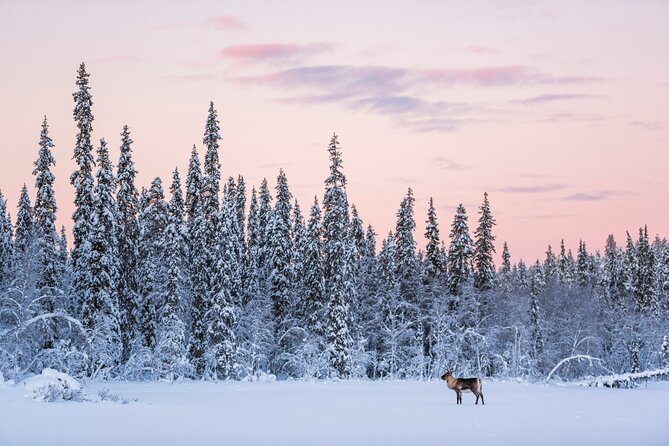 ROVANIEMI: Reindeer Farm Visit and Walking - The reindeer walking through the quiet winter forest