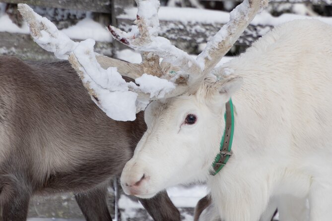 ROVANIEMI: Reindeer Farm Visit and Walking - What you actually get for the price at about $119