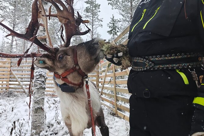 ROVANIEMI: Reindeer Farm Visit and Walking - Timing, group size, and how to plan your morning