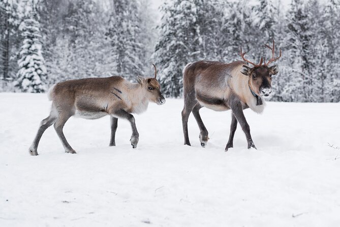 ROVANIEMI: Reindeer Farm Visit and Walking - Hand feeding reindeer in a snowy herd
