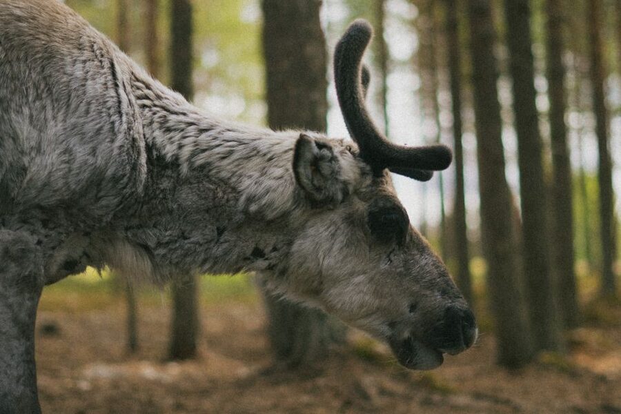 Rovaniemi: Reindeer Farm Visit with Photographer - Key points to know before you go
