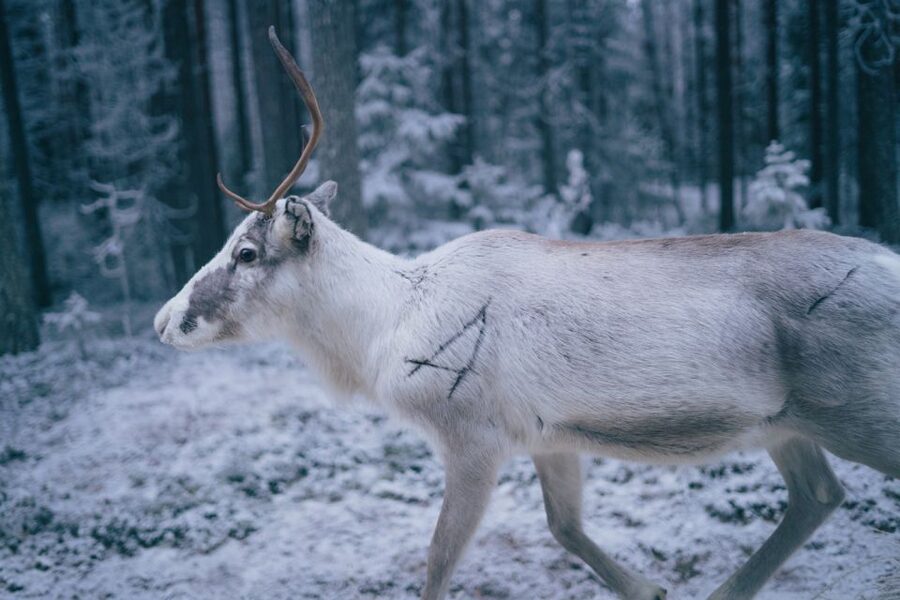 Rovaniemi: Reindeer Farm Visit with Photographer - Season, schedules, and what can change day to day