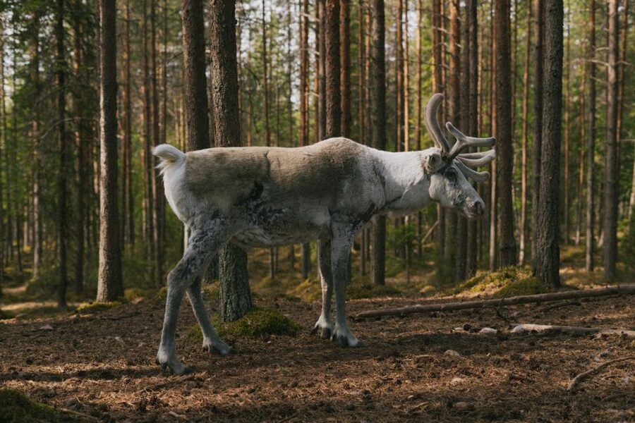 Rovaniemi: Reindeer Farm Visit with Photographer - Who this tour is perfect for, and who might want a different style
