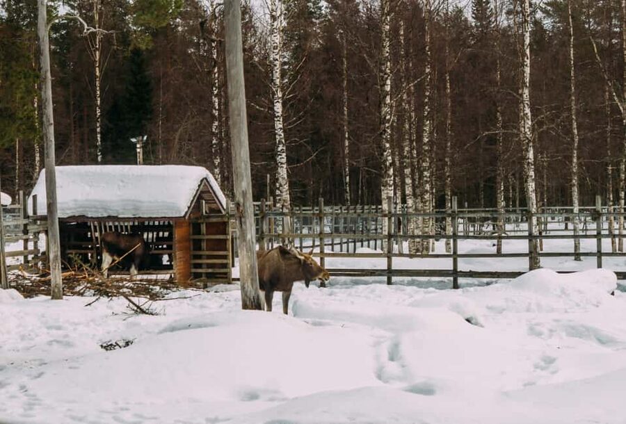 Rovaniemi: Reindeer Farm Visit with Sleigh Ride & Pickup - Why this reindeer farm experience in Rovaniemi feels genuinely Lapland