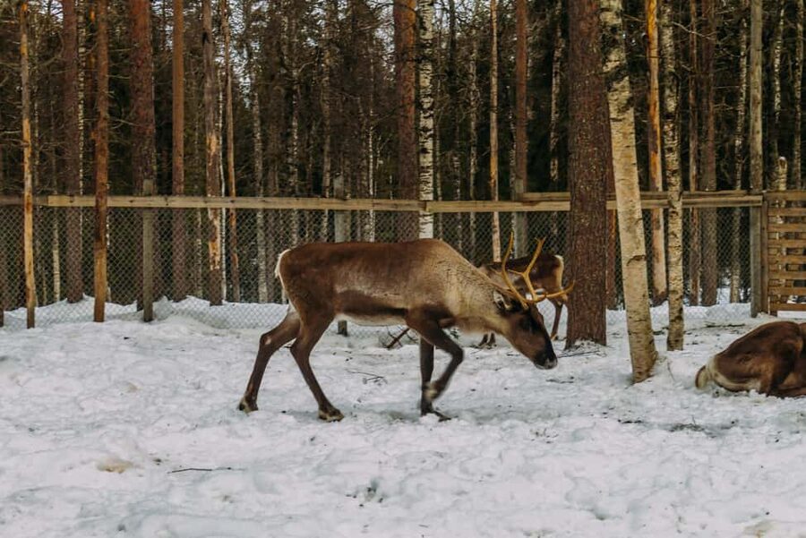 Rovaniemi: Reindeer Farm Visit with Sleigh Ride & Pickup - Raitola Reindeer & Husky Farm: herders, stories, and reindeer up close
