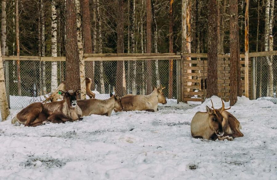 Rovaniemi: Reindeer Farm Visit with Sleigh Ride & Pickup - Pickup in Rovaniemi, the 8-seater van, and how the 2 hours really add up