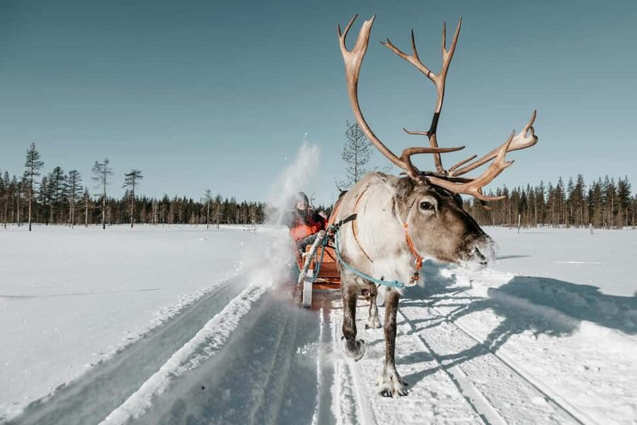 Rovaniemi: Reindeer Farm Visit with Sleigh Ride & Snacks - Key things that make this Rovaniemi reindeer farm tour work