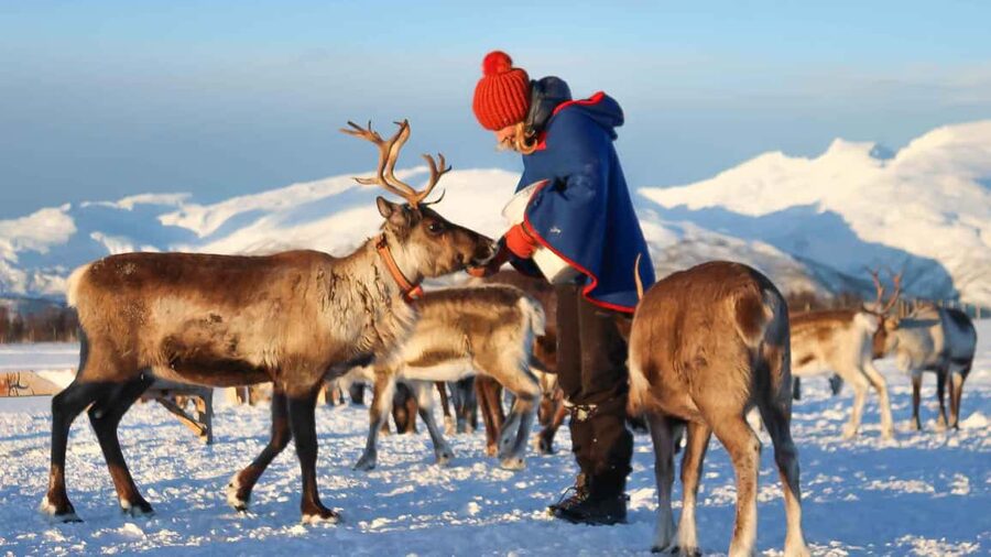 Rovaniemi: Reindeer Farm Visit with Sleigh Ride & Snacks - Reindeer sleigh ride plus Sámi kota hut stories: what you’re really buying