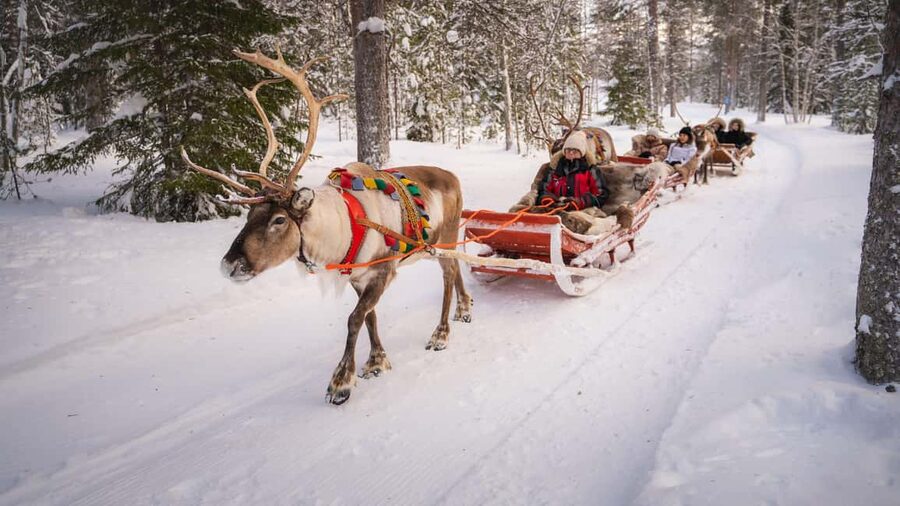 Rovaniemi: Reindeer Farm Visit with Sleigh Ride & Snacks - At the reindeer farm: meeting the herd and learning what matters