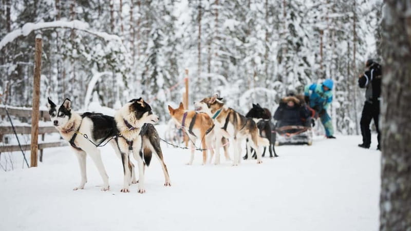 Rovaniemi: Reindeer, Huskies & Santa Claus Village - Lunch at the Farm: Salmon Soup, Vegetarian Option, and Real Warmth