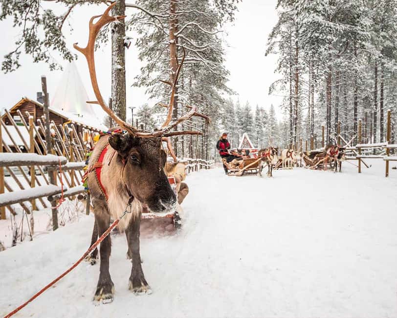 Rovaniemi: Reindeer & Husky Ride with Santa Claus Village - Hot Berry Juice and Herder Stories That Add Real Meaning