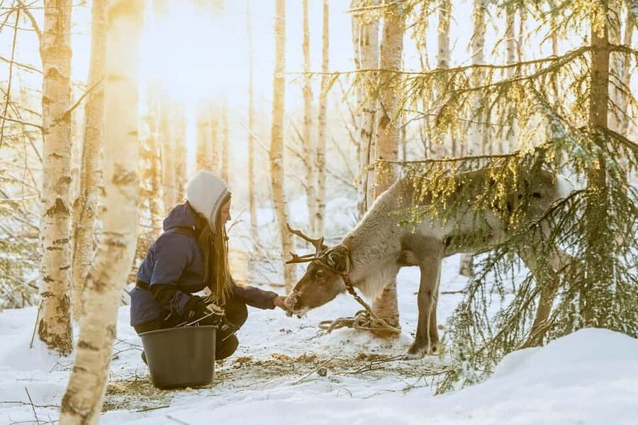 Rovaniemi: Reindeer Safari at 200-Year-Old Farm & Sled Ride - Why This Reindeer Safari Feels Real, Not Retail