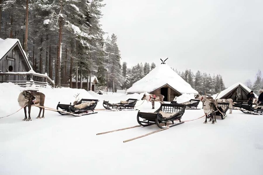 Rovaniemi: Reindeer Safari at 200-Year-Old Farm & Sled Ride - The Official Reindeer Driving License: A Fun Souvenir With Meaning