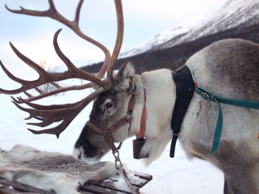 Rovaniemi: Reindeer Sleigh Ride with Hot Drink and Cookies - Key things to know before you go