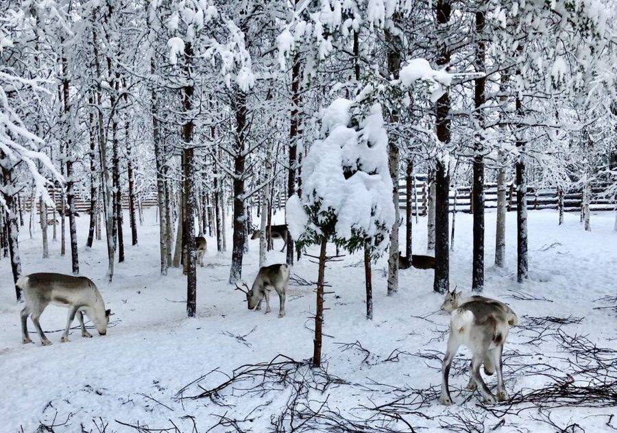 Rovaniemi: Reindeer Sleigh Ride with Hot Drink and Cookies - The 1.5km sleigh ride through the frozen forest