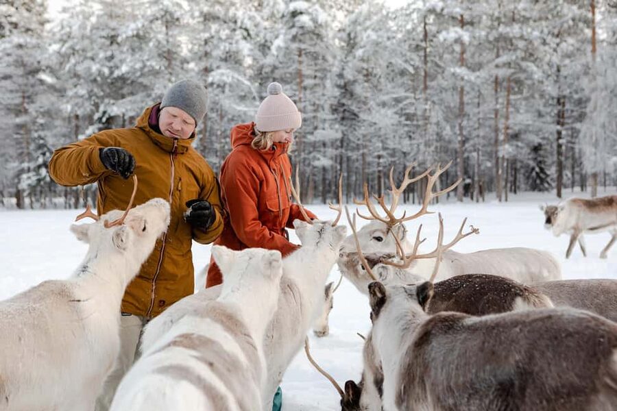 Rovaniemi: Saami Reindeer Farm Visit & Sleigh Ride - What’s Included, and Why the Price Makes Sense