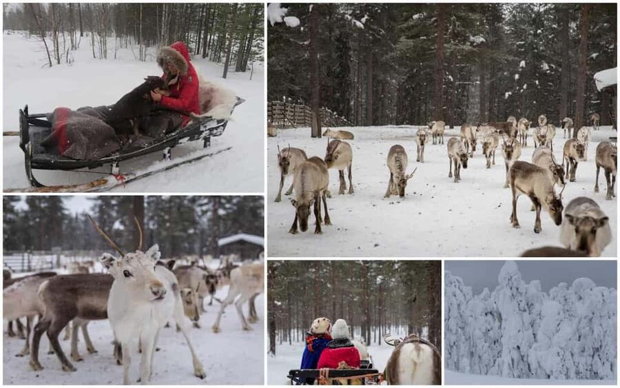 Rovaniemi: Saami Reindeer Farm Visit & Sleigh Ride - FAQ