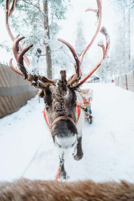Rovaniemi: Santa Claus Village, Husky & Reindeer Tour - Quick Hits Before You Go