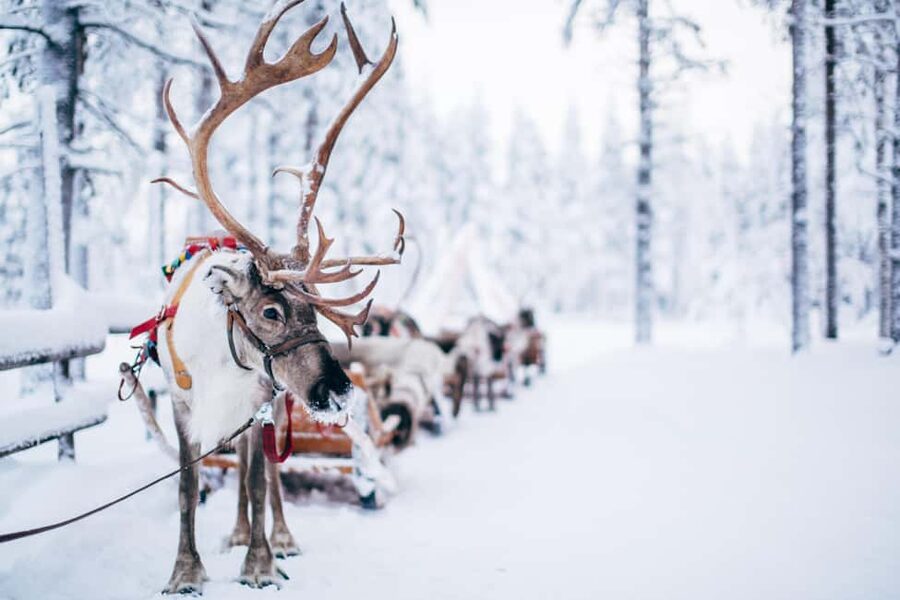 Rovaniemi: Santa Claus Village, Husky & Reindeer Tour - Small group, big difference for families