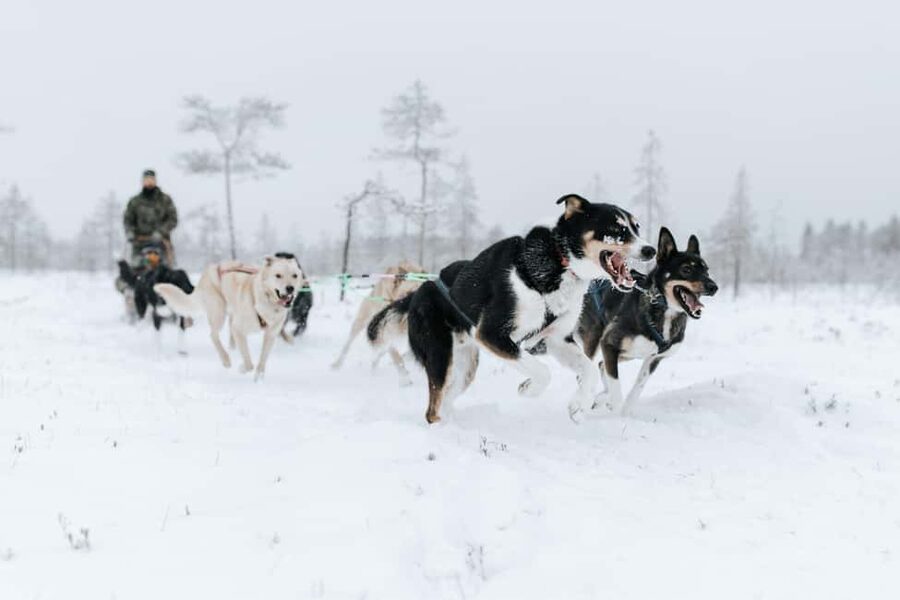 Rovaniemi: Santa Claus Village, Husky & Reindeer Tour - Who should book this Rovaniemi Santa plus husky and reindeer tour