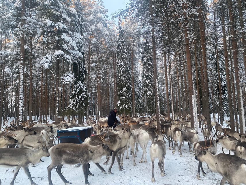 Rovaniemi: Santa Claus Village Tour Huskies & Reindeer ride - Who this tour fits best in Lapland